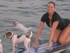 娱乐吃瓜君狗狗,揭秘娱乐圈宠物的趣味生活