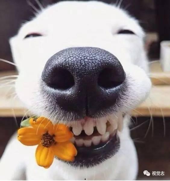 娱乐吃瓜君狗狗,揭秘娱乐圈宠物的趣味生活