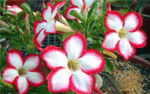 娱乐吃瓜酱沙漠玫瑰,娱乐吃瓜酱的璀璨绽放